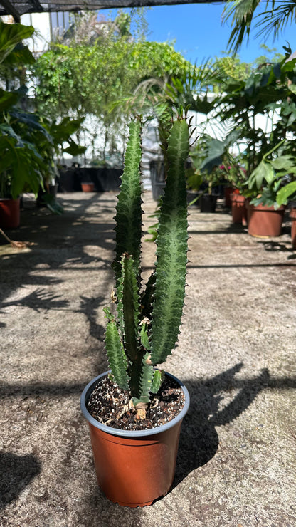 Euphorbia Trigona de tallos verticales y espinosos en macetero junto a ventana luminosa