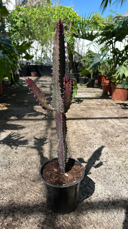 Euphorbia Trigona