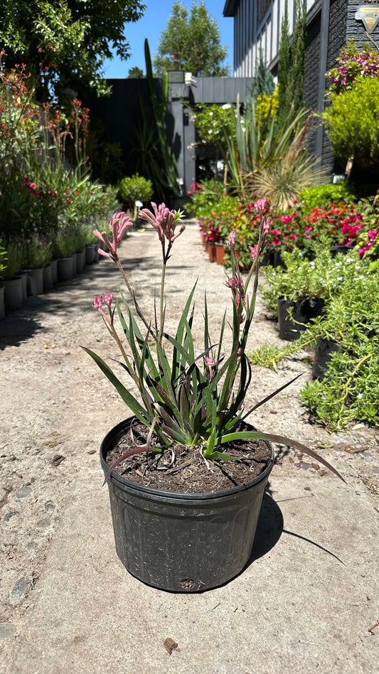 Anigozanthos Enano Rosa