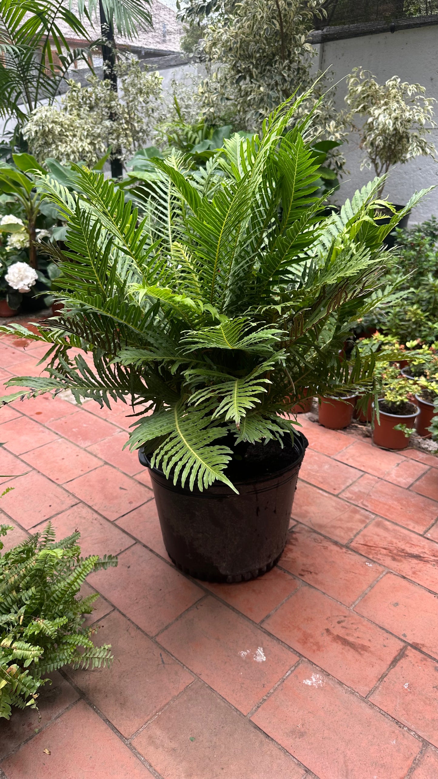 Helecho Blechnum
