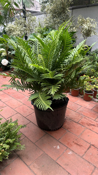 Helecho Blechnum
