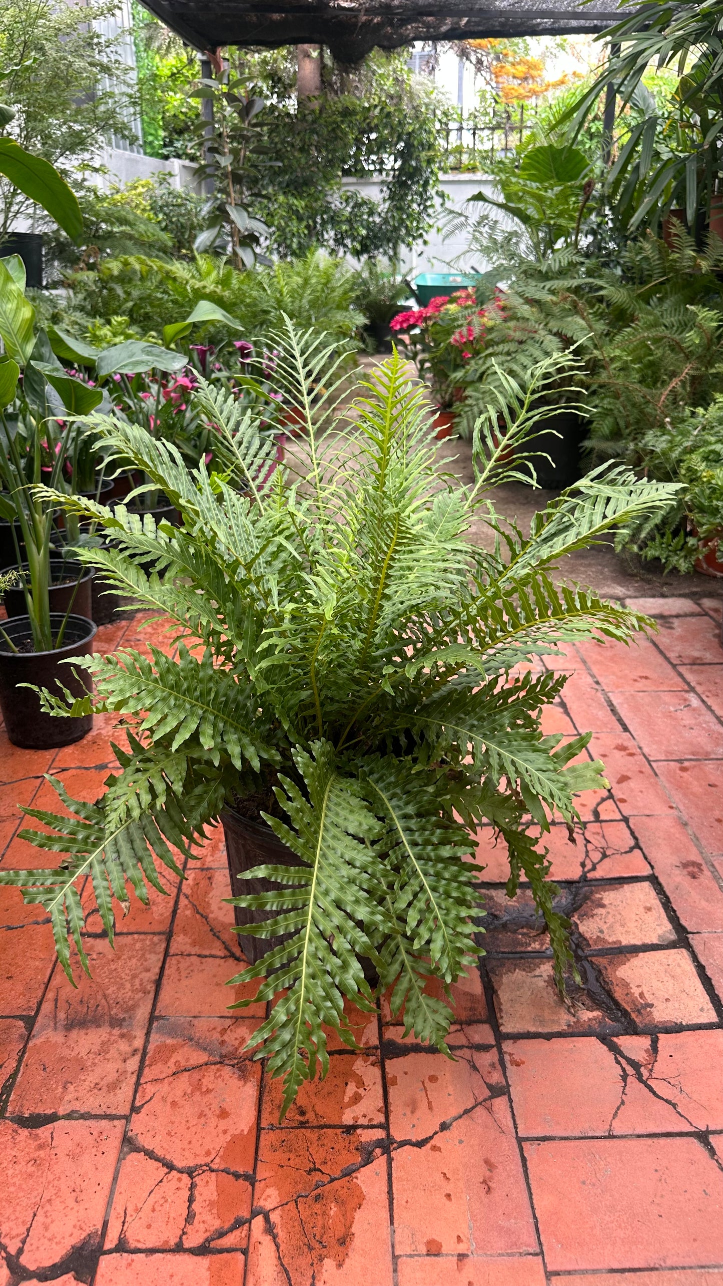 Helecho Blechnum