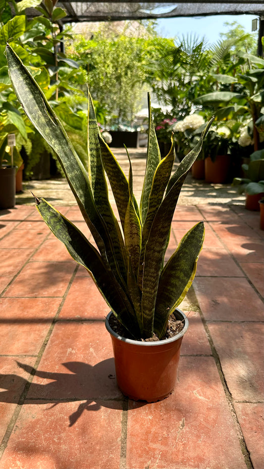 Sansevieria Laurenti