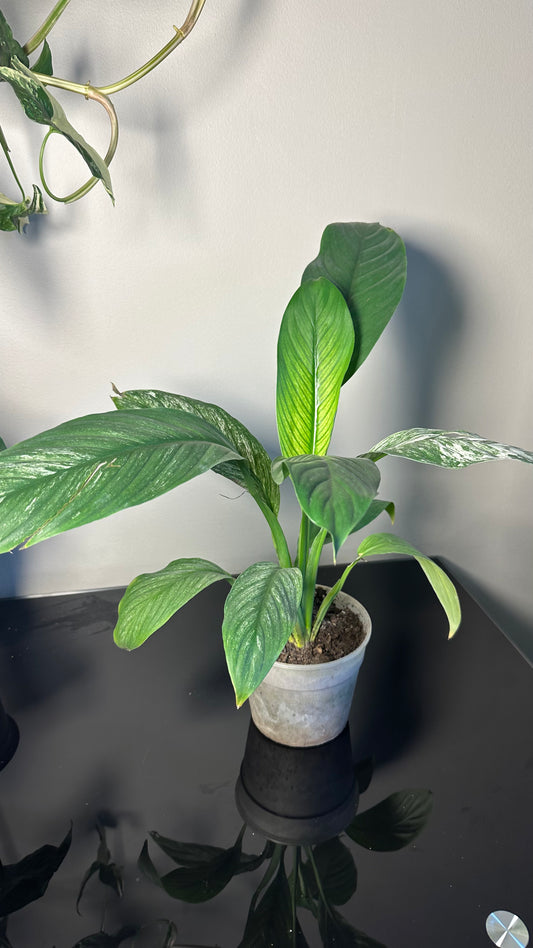 Spathiphyllum Variegado