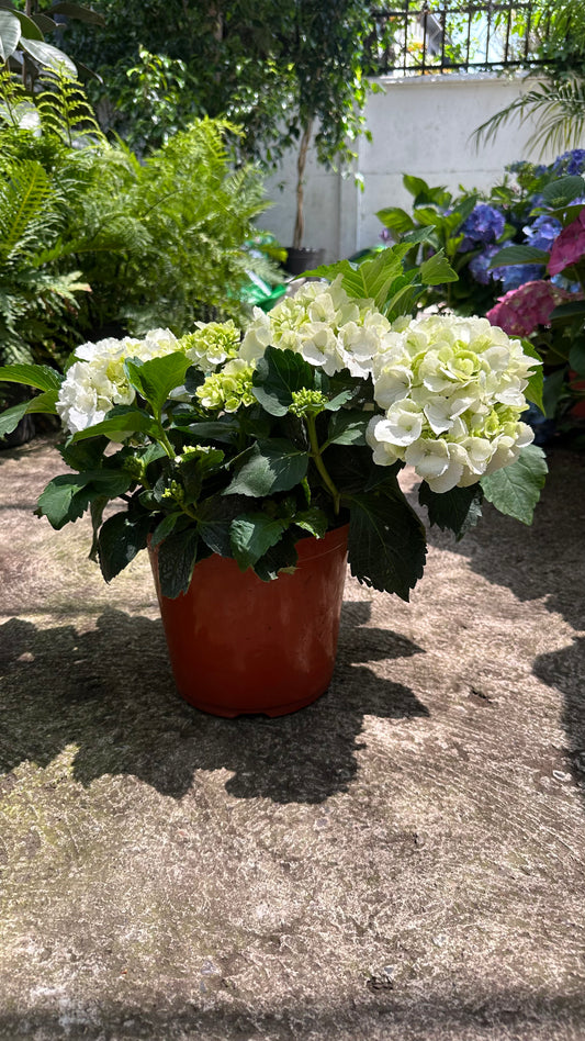 Hortensia Blanca (s)