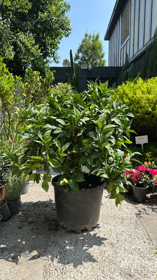 Naranjo Fukumoto (L)