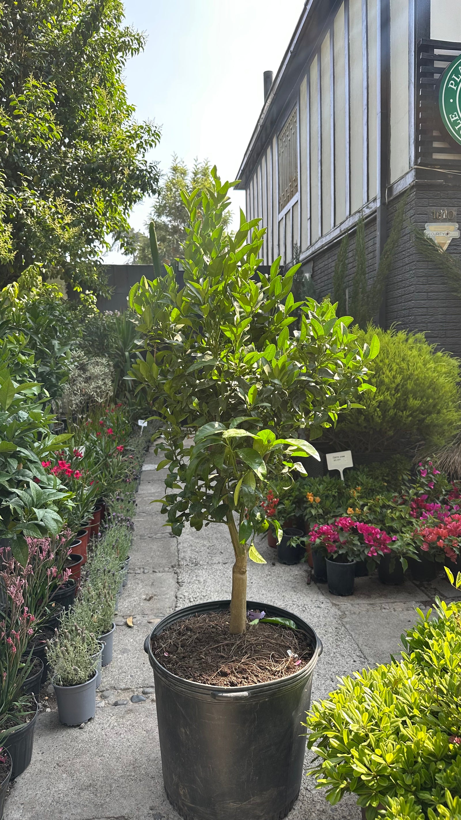 Mandarino con frutos anaranjados y hojas brillantes en macetero de terraza soleada