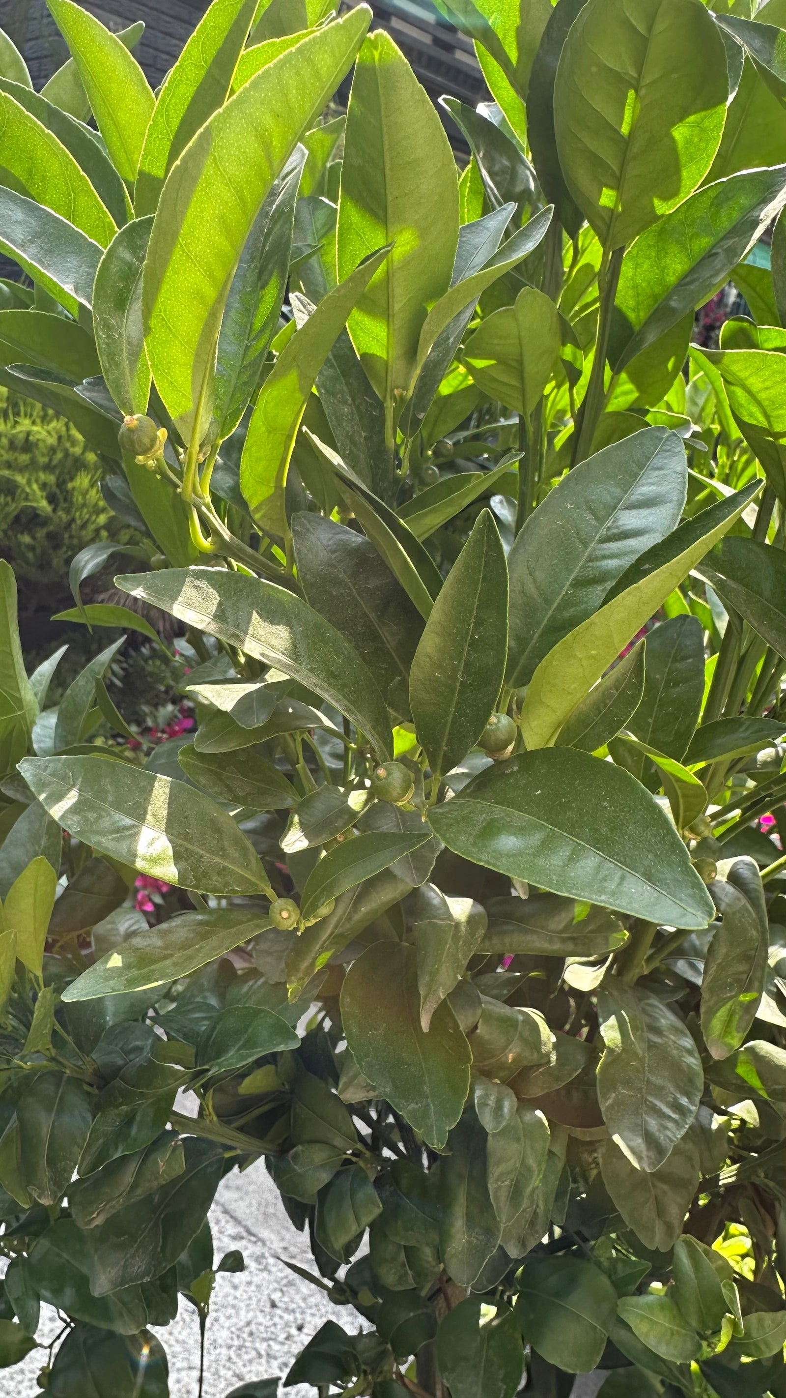 Mandarino