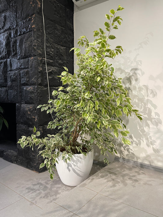 Ficus Benjamina Variegado