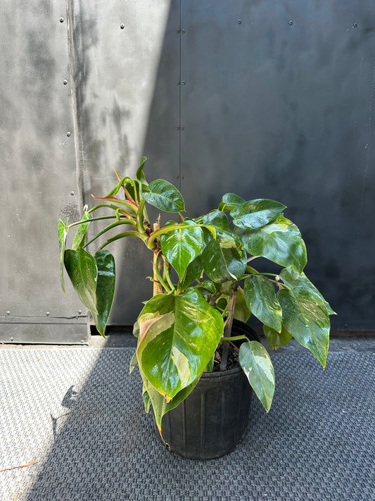 Filodendro White Wizard (Único)