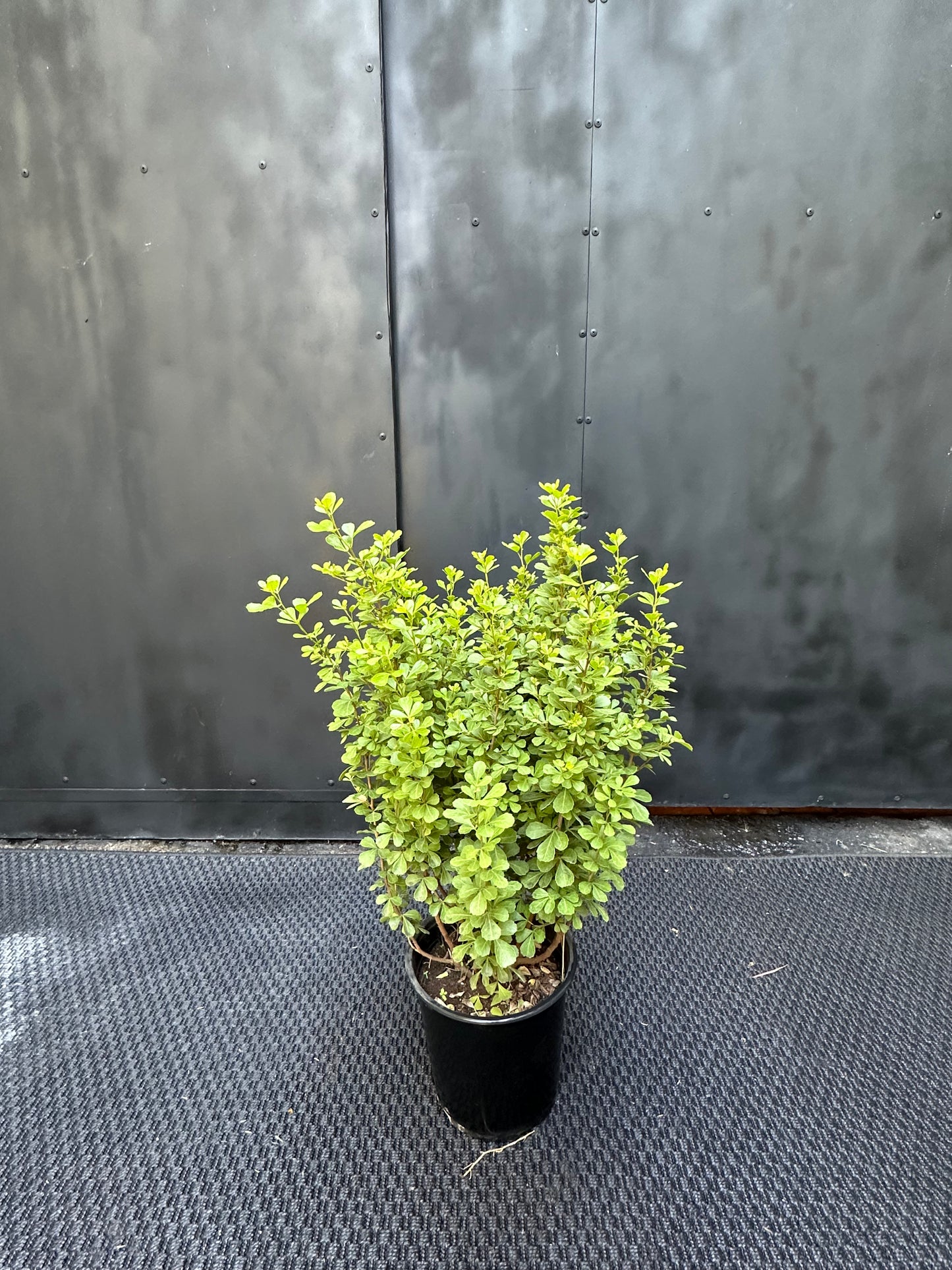 Rhus Crenata