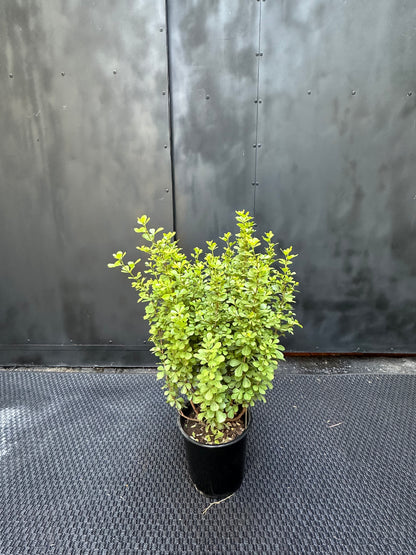Rhus Crenata