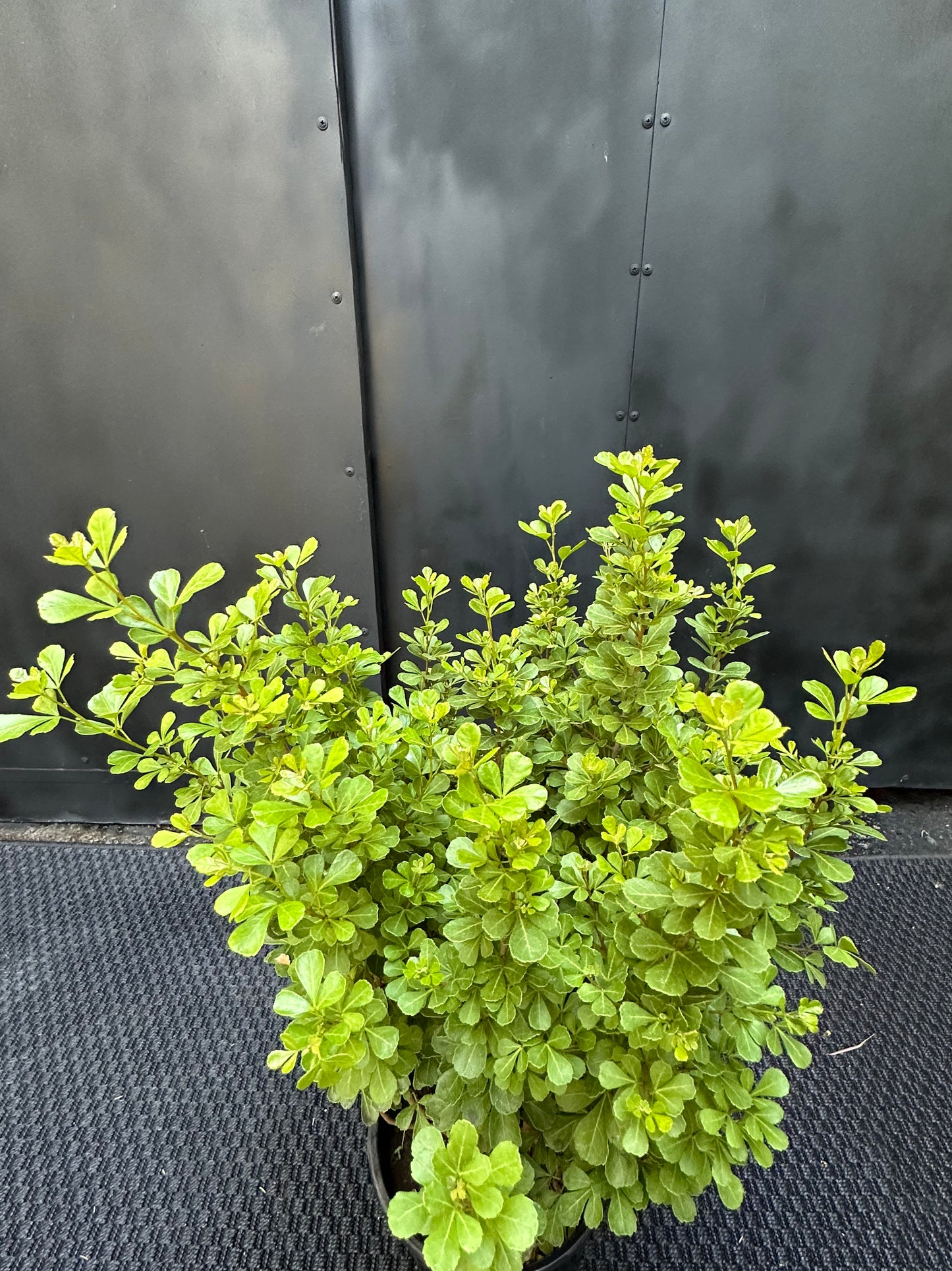 Rhus Crenata