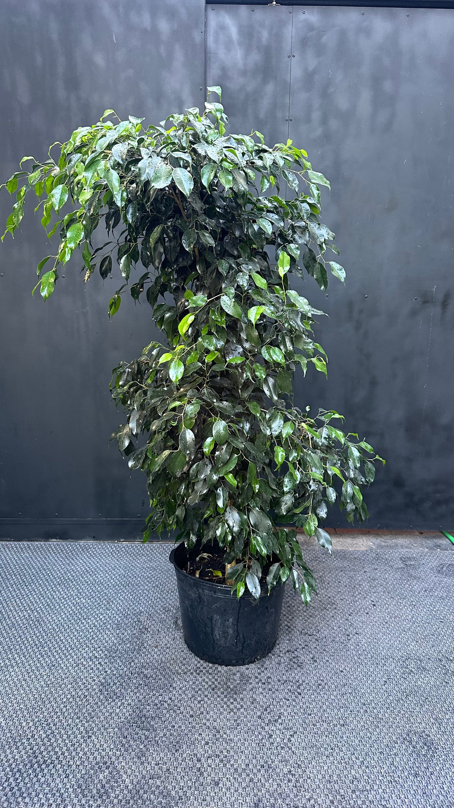 Ficus Benjamina