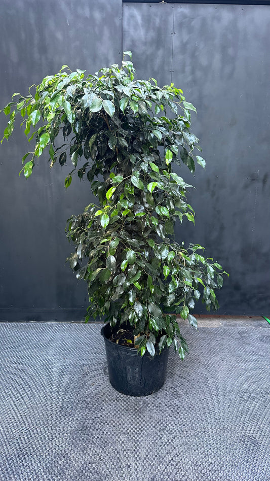 Ficus Benjamina
