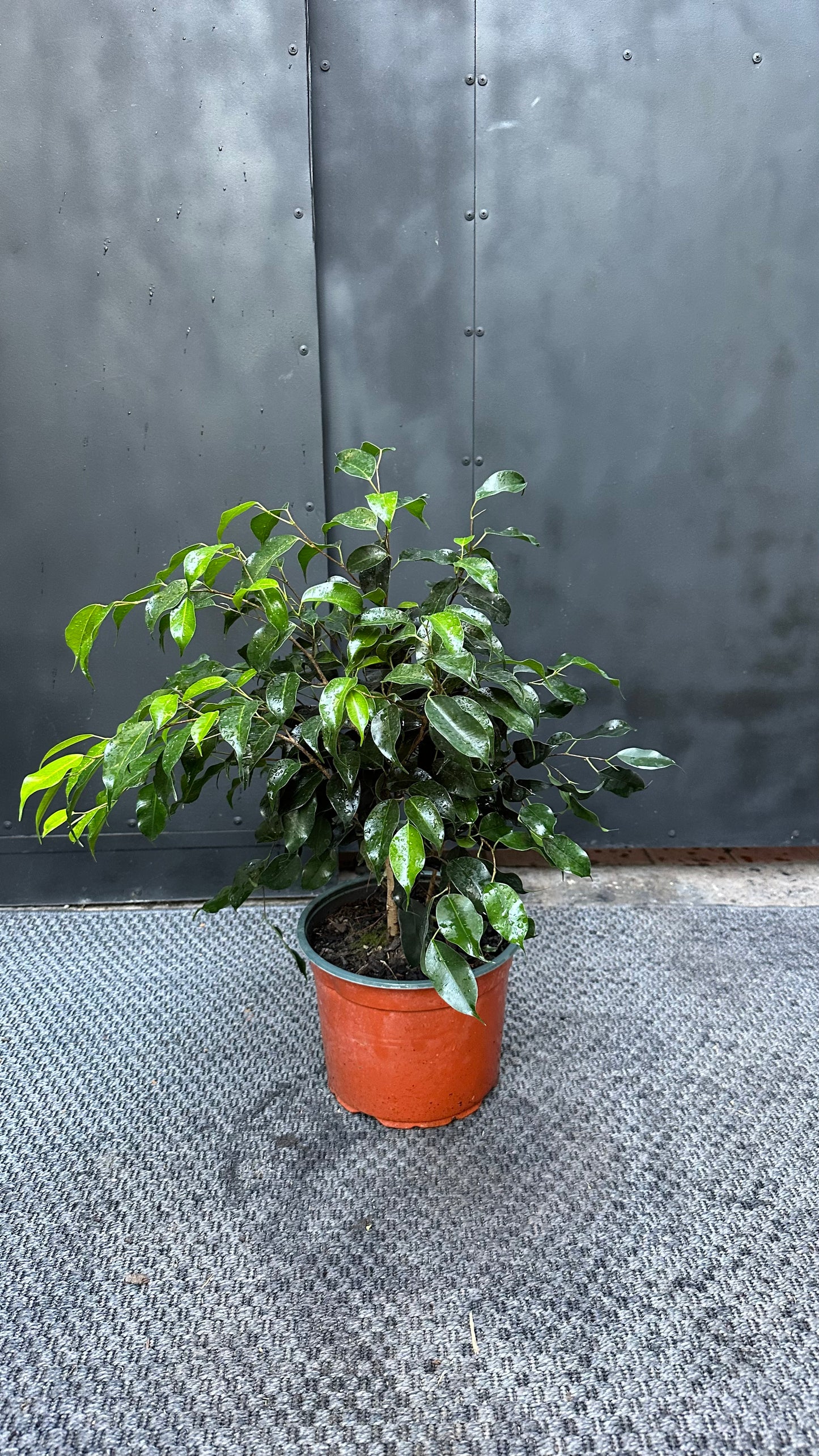 Ficus Benjamina