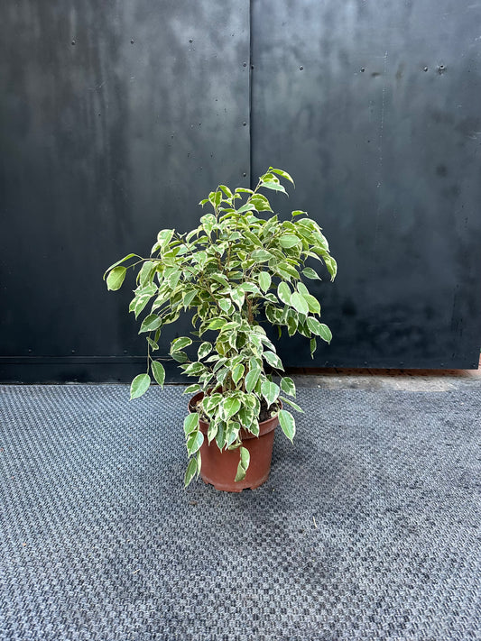 Ficus Benjamina Variegado