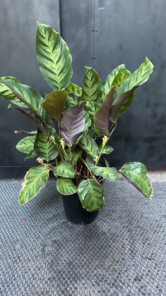 Calathea Litezei
