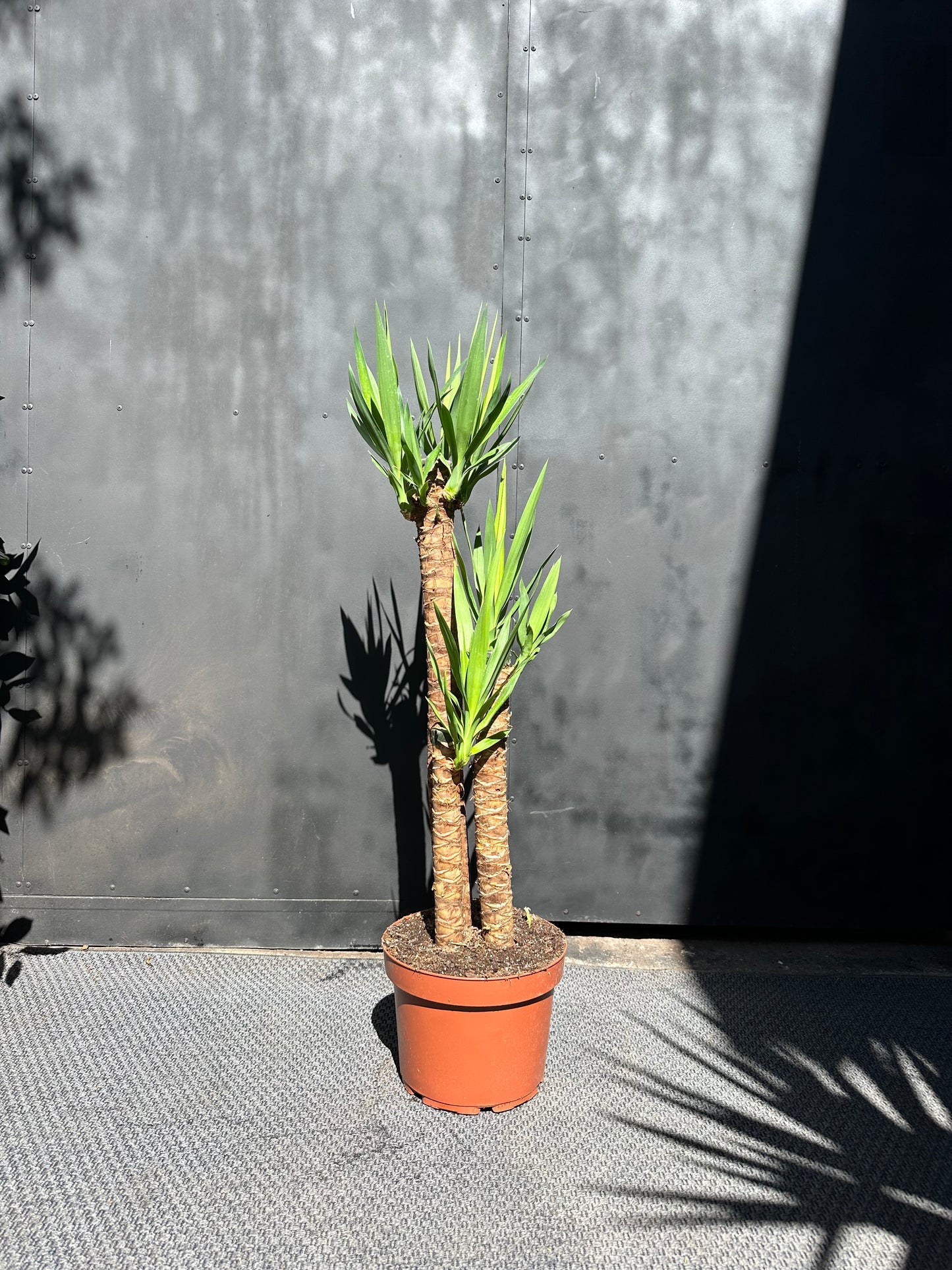 Yuca Trío