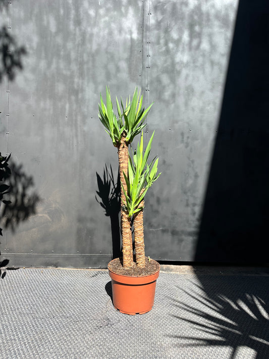 Yuca Trío