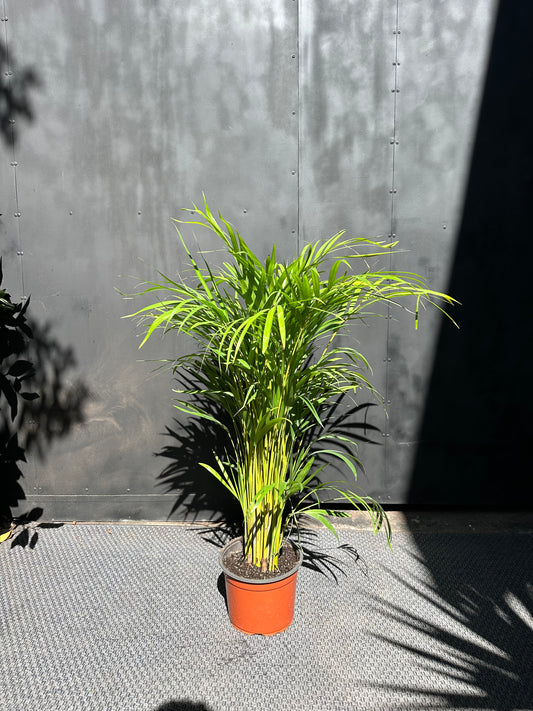 Palmera Areca