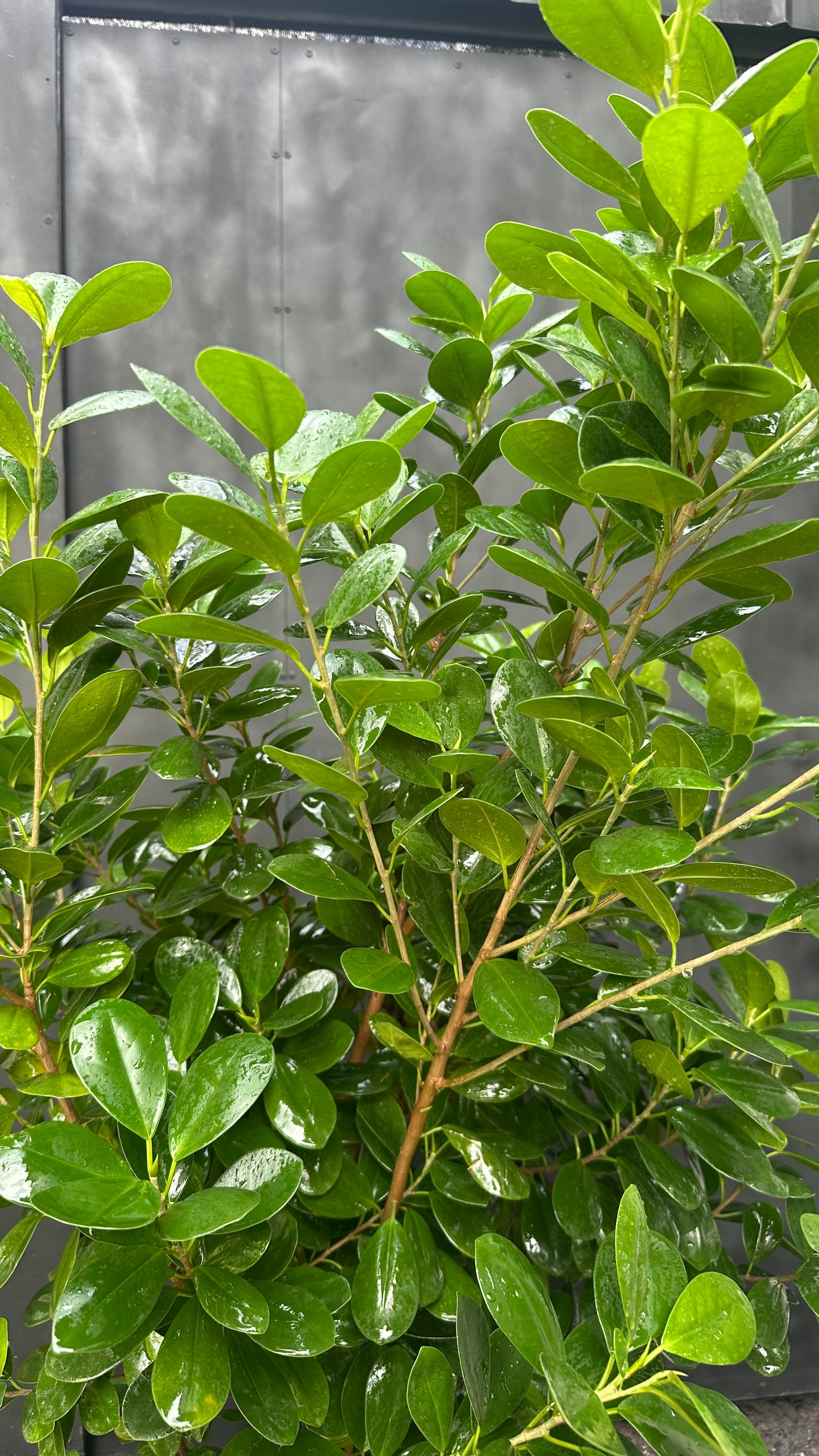 Ficus Moclame
