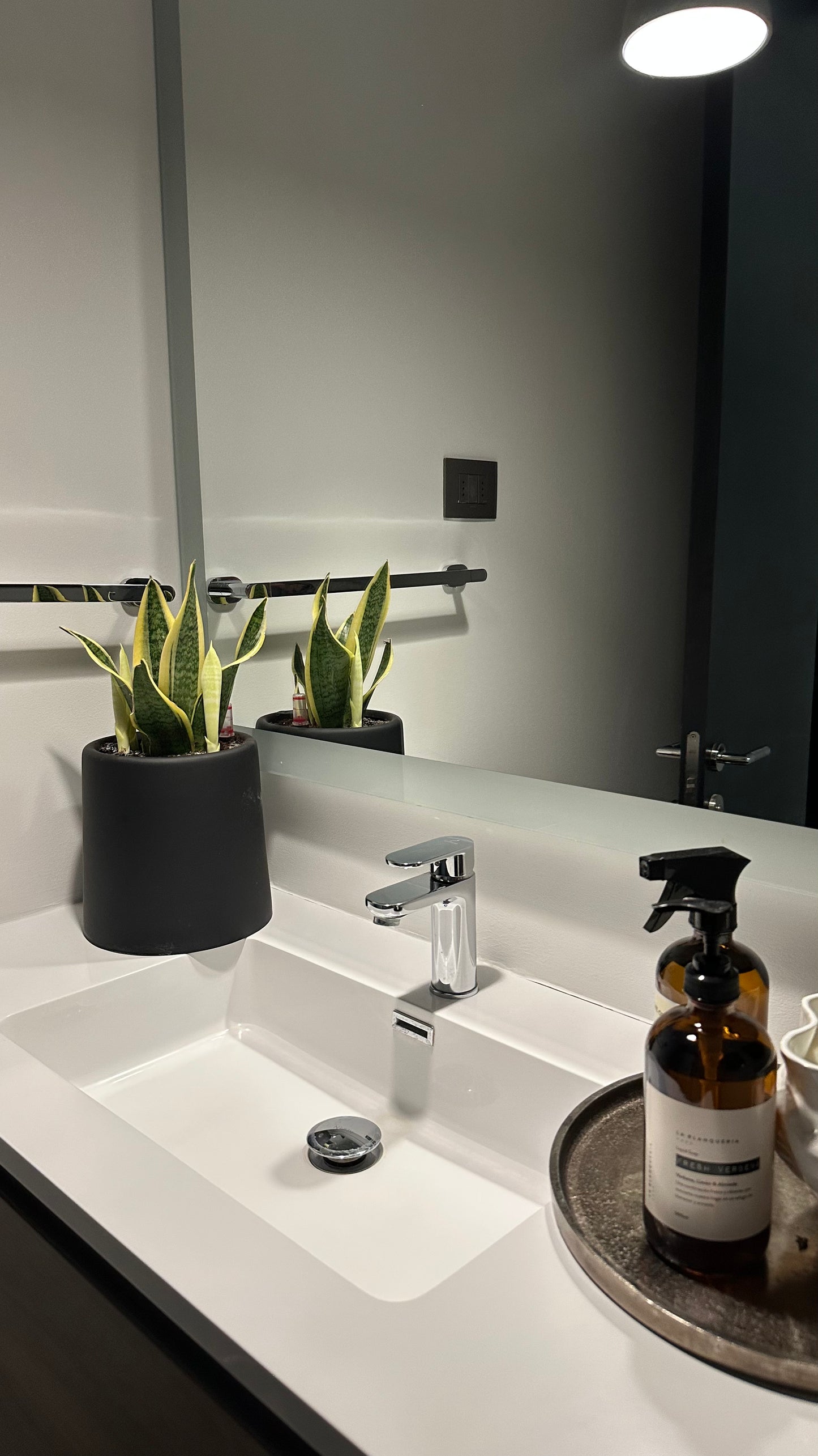 Sansevieria Laurenti Enana