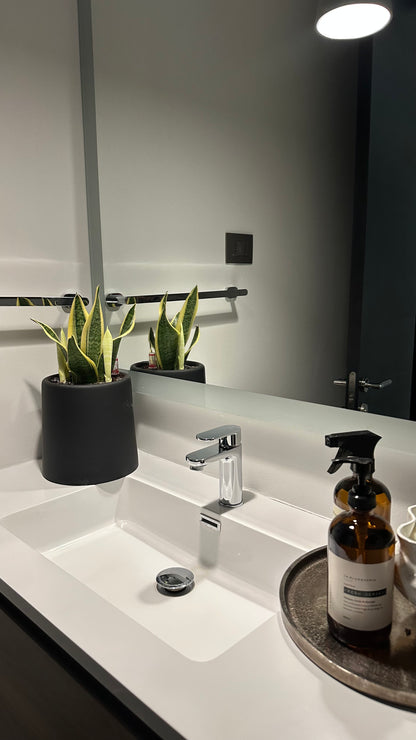 Sansevieria Laurenti Enana