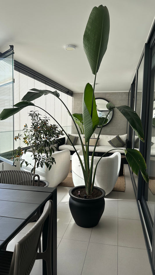 Strelitzia Nicolai