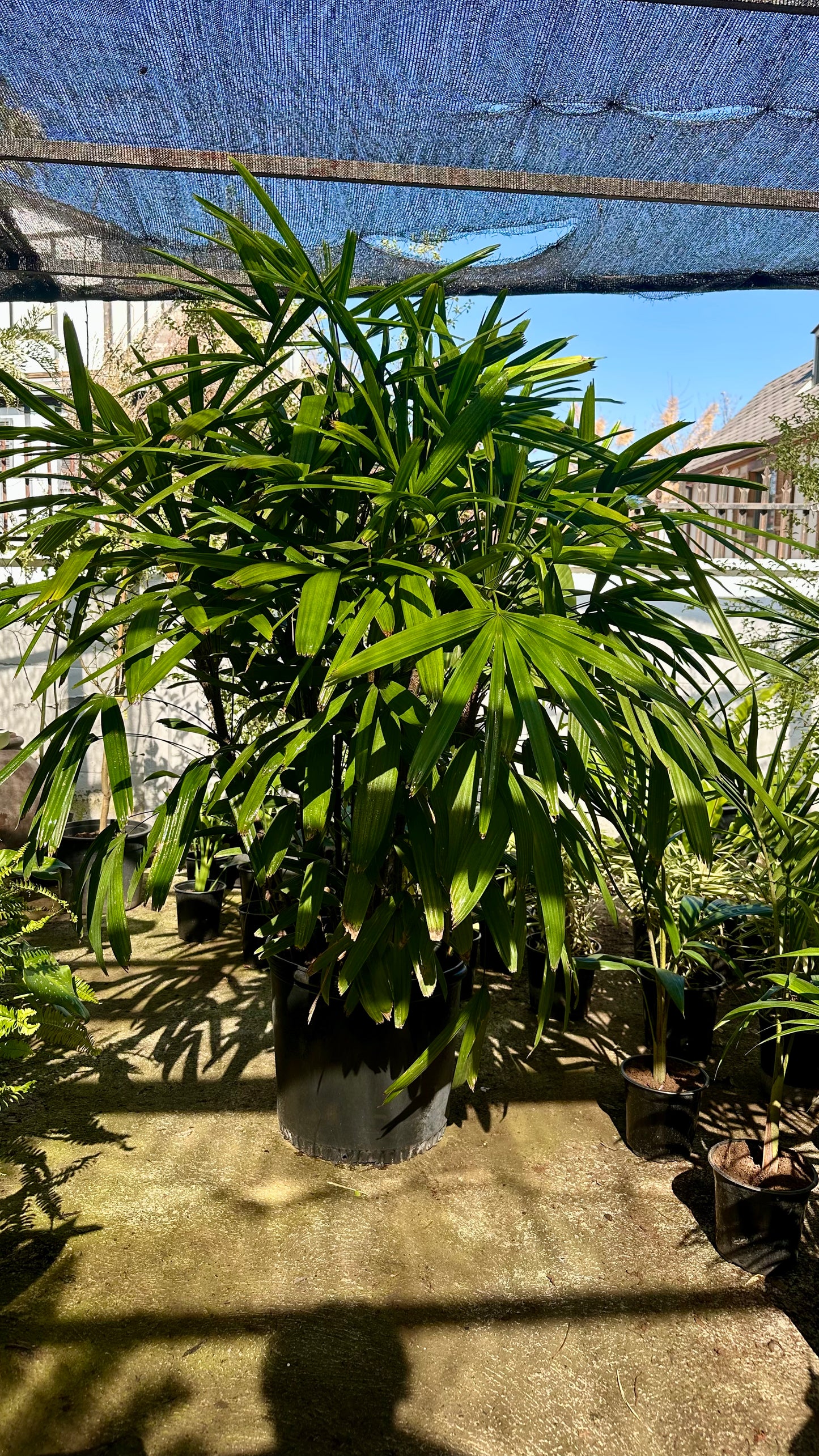 Raphis Excelsa XXL (Única)