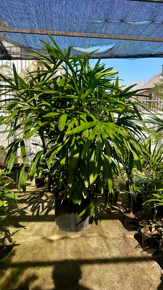 Raphis Excelsa XXL (Única)
