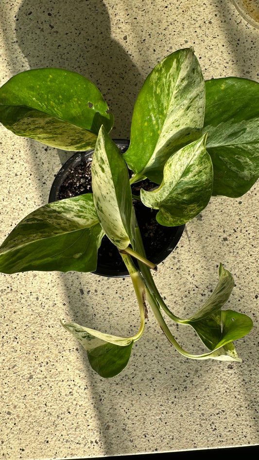 Scindapsus Marble Queen (Pothus)