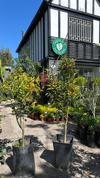 Kumquat