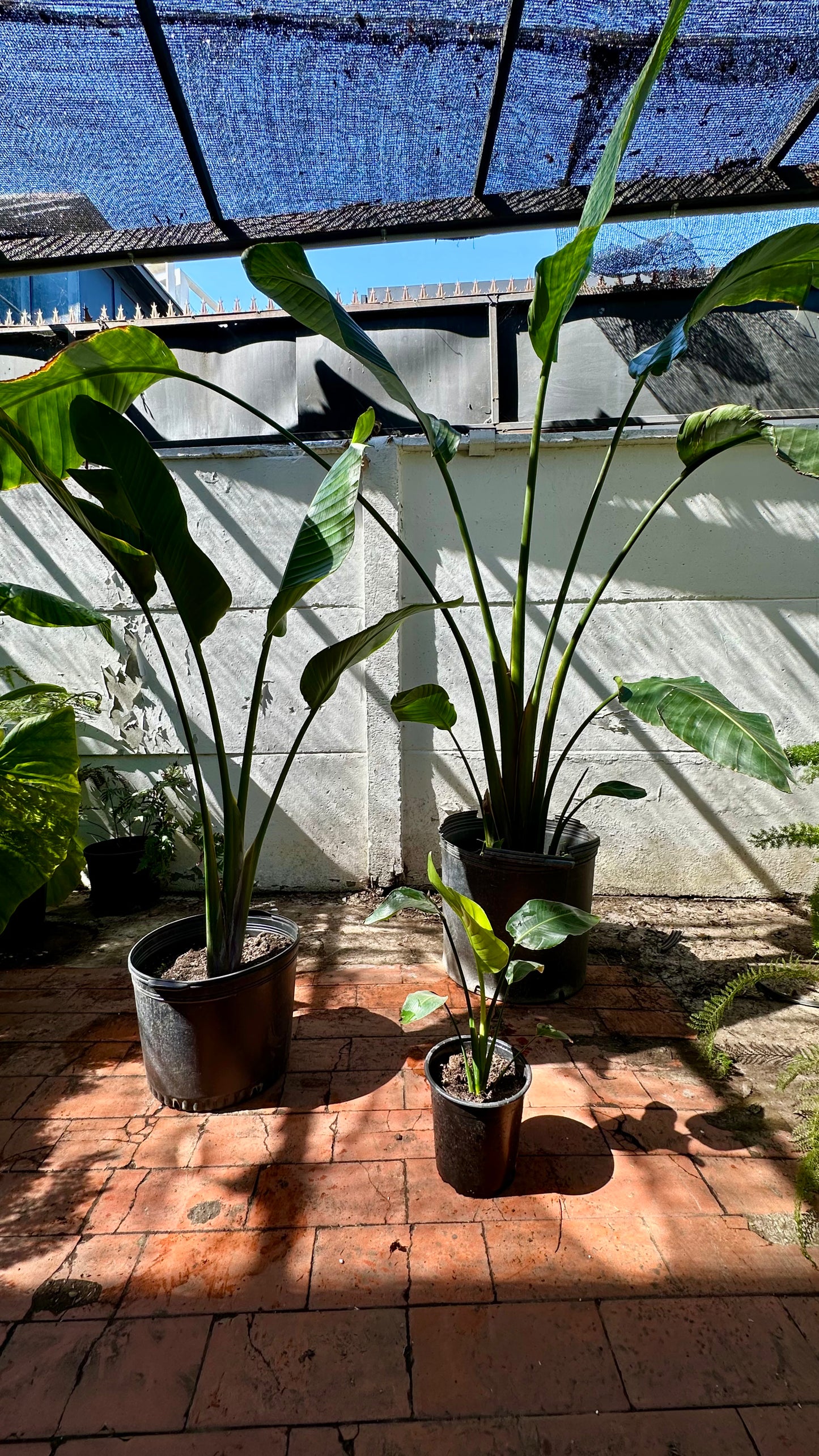 Strelitzia Nicolai