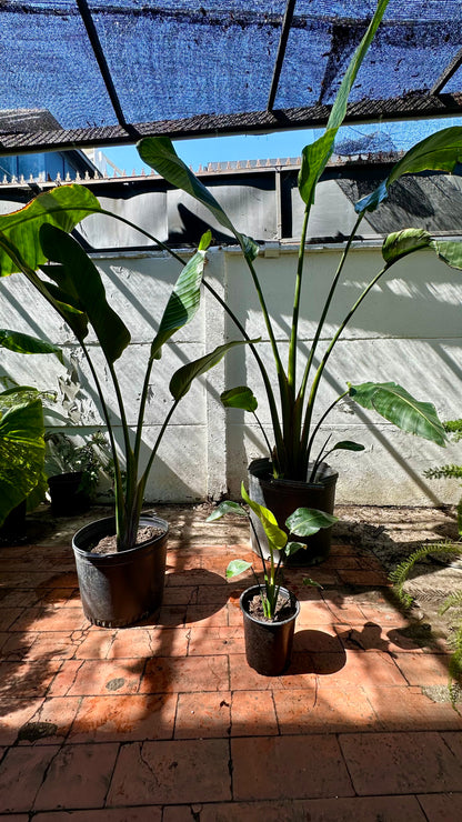 Strelitzia Nicolai