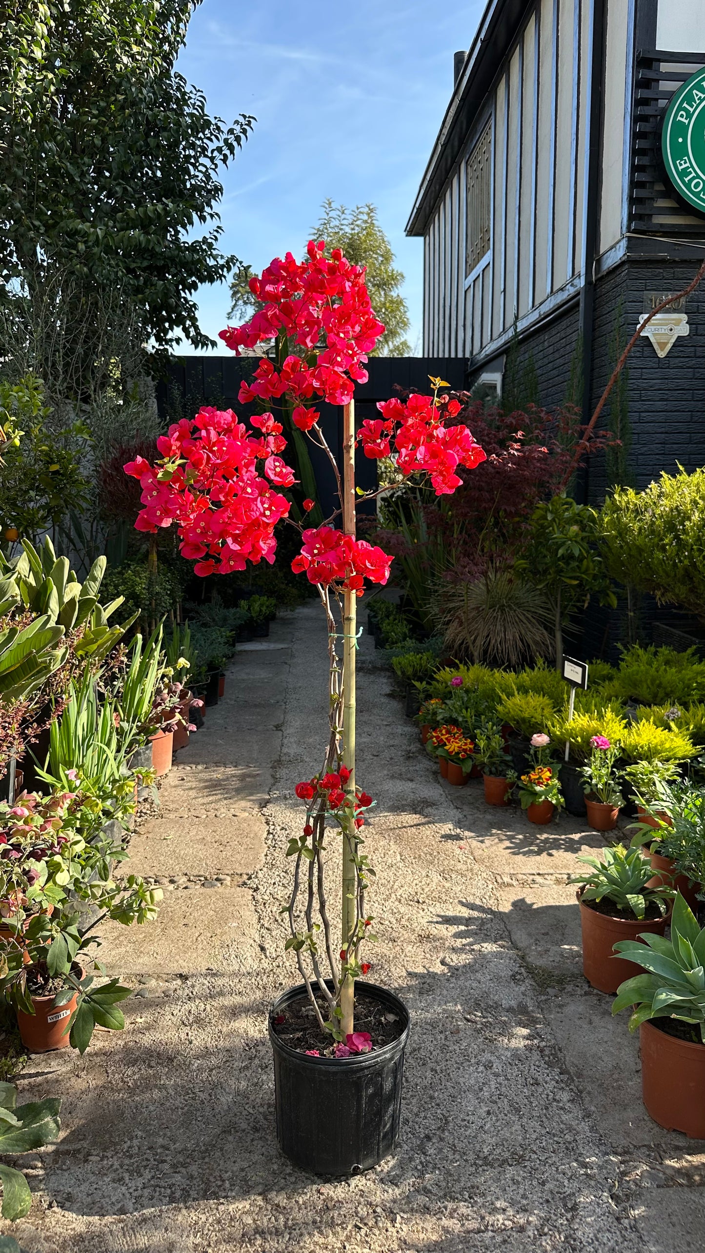 Bugambilia Enredadera Fucsia