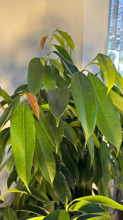 Ficus Alii