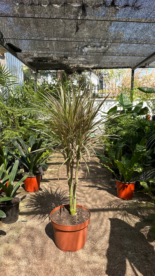 Dracena Tricolor