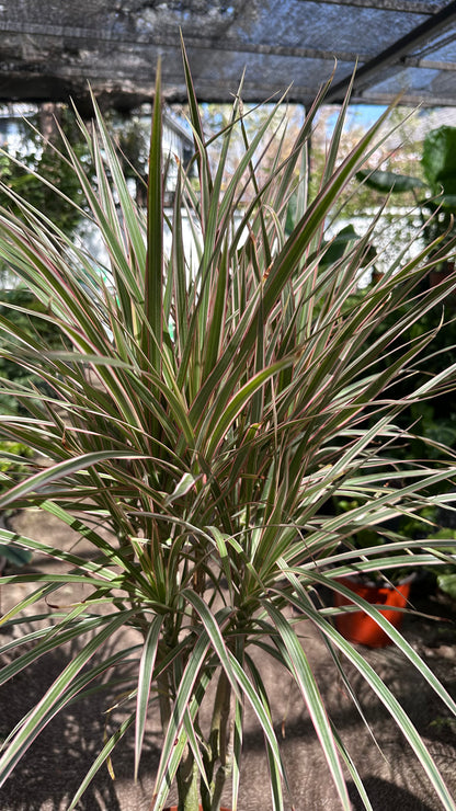 Dracena Tricolor