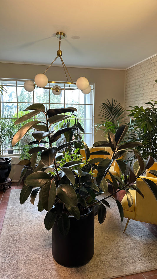 Gomero Burgundy (Ficus elastica Burgundy)