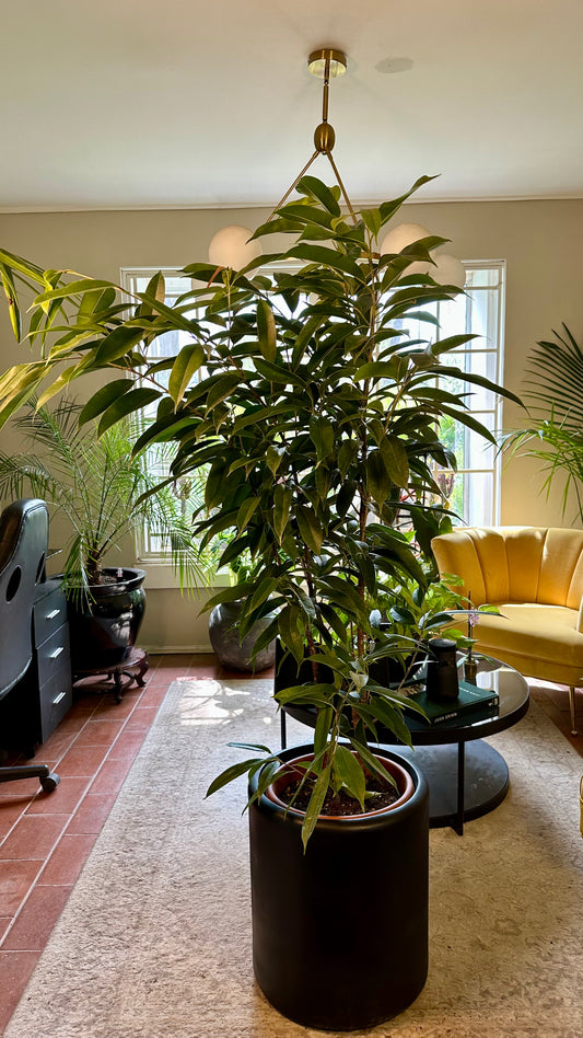 Ficus Alii