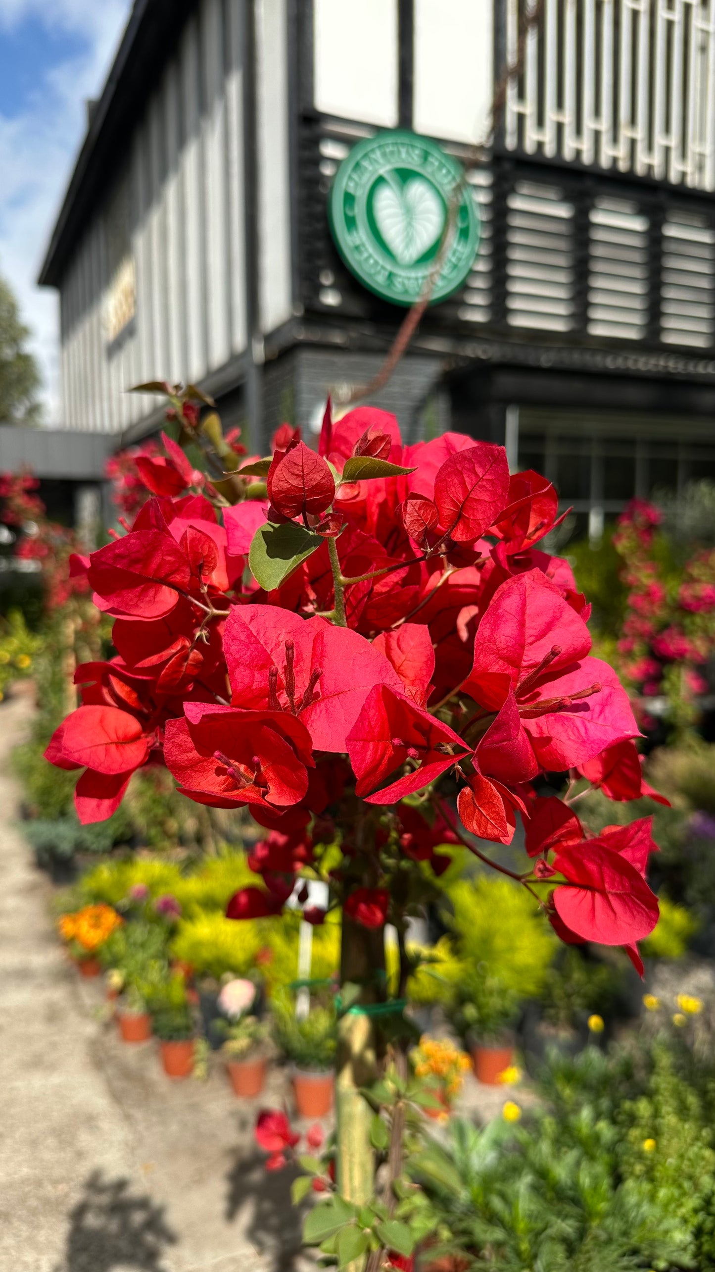 Bugambilia Enredadera Roja