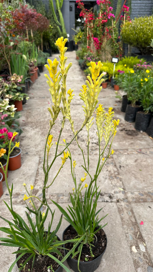 Anigozanthos Amarillo
