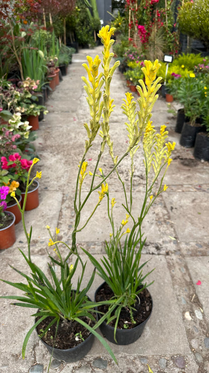 Anigozanthos Amarillo