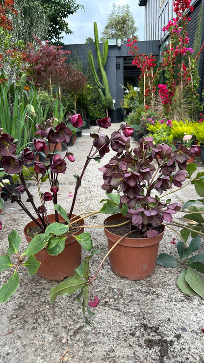 Helleborus
