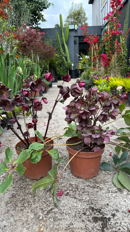 Helleborus