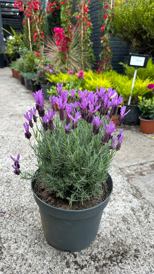 Lavanda Stoecha