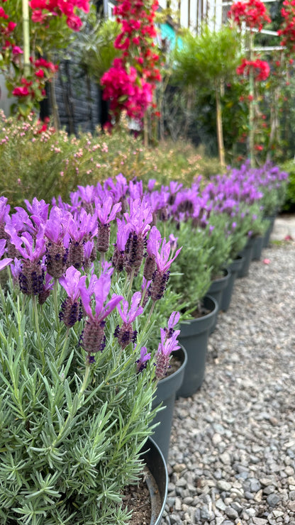 Lavanda Stoecha