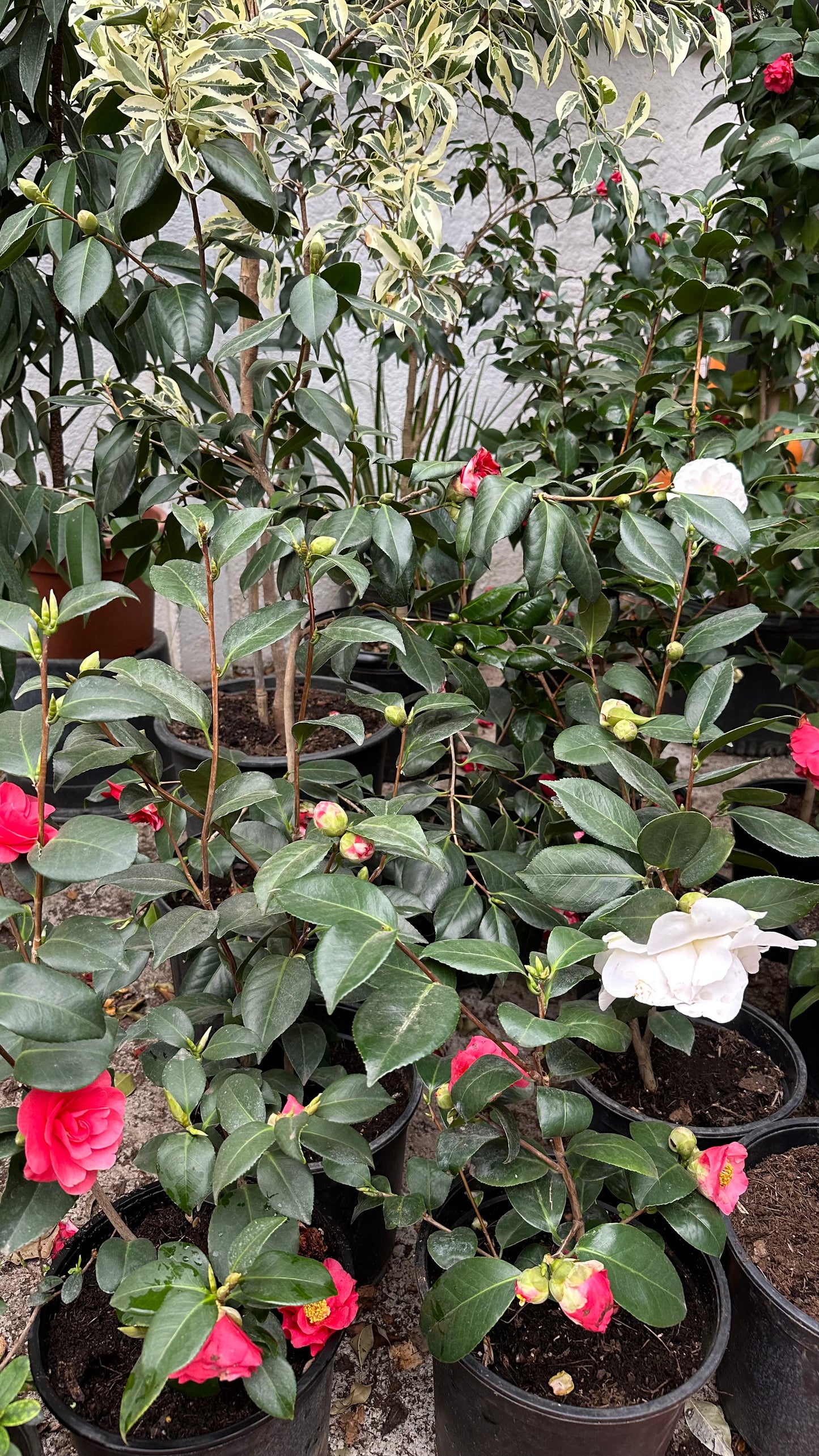 Camelia (M)