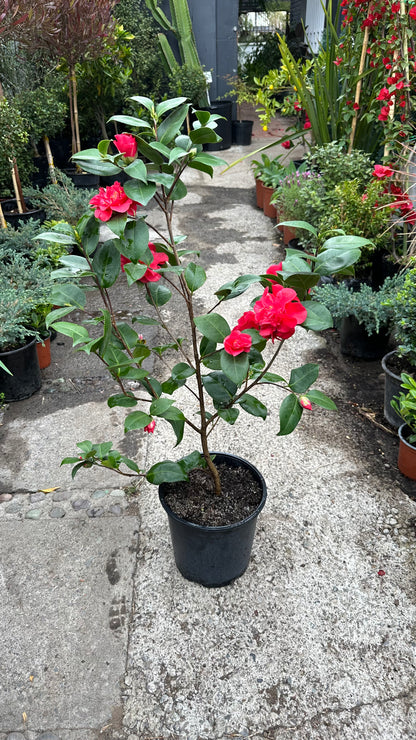 Camelia (M)